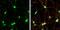 Synaptosomal-associated protein 23 antibody, GTX109089, GeneTex, Immunocytochemistry image 