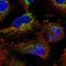 Pentatricopeptide Repeat Domain 3 antibody, NBP1-84126, Novus Biologicals, Immunofluorescence image 