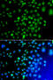 Cyclic AMP-dependent transcription factor ATF-7 antibody, 23-040, ProSci, Immunofluorescence image 