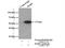 Aspartyl-TRNA Synthetase antibody, 14989-1-AP, Proteintech Group, Immunoprecipitation image 
