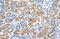 Solute Carrier Family 38 Member 1 antibody, 29-908, ProSci, Enzyme Linked Immunosorbent Assay image 