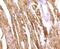 Fatty Acid Binding Protein 3 antibody, NBP2-75485, Novus Biologicals, Immunohistochemistry paraffin image 