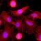 C-Type Lectin Domain Family 4 Member E antibody, NBP1-49311, Novus Biologicals, Immunofluorescence image 