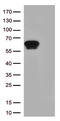 Cell surface A33 antigen antibody, UM870174, Origene, Western Blot image 