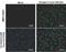 Japanese Encephalitis Virus NS2B  antibody, NBP2-42891, Novus Biologicals, Immunofluorescence image 
