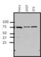 Mitogen-Activated Protein Kinase 6 antibody, MA1-101, Invitrogen Antibodies, Western Blot image 