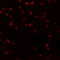 Importin subunit alpha-3 antibody, 5985, ProSci, Immunofluorescence image 