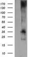 CD1c Molecule antibody, CF505385, Origene, Western Blot image 