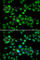 Membrane-bound transcription factor site-1 protease antibody, A7025, ABclonal Technology, Immunofluorescence image 