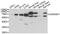 Golgi Reassembly Stacking Protein 1 antibody, abx005067, Abbexa, Western Blot image 
