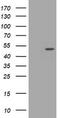 Cell division cycle protein 123 homolog antibody, TA505683S, Origene, Western Blot image 