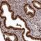 Fidgetin, Microtubule Severing Factor antibody, PA5-57103, Invitrogen Antibodies, Immunohistochemistry paraffin image 
