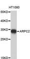 Actin Related Protein 2/3 Complex Subunit 2 antibody, STJ22689, St John