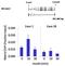 JunD Proto-Oncogene, AP-1 Transcription Factor Subunit antibody, NBP2-22439, Novus Biologicals, Immunoprecipitation image 