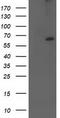 Cytochrome P450 Family 2 Subfamily J Member 2 antibody, TA503484, Origene, Western Blot image 