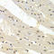 Tripartite Motif Containing 63 antibody, LS-C332362, Lifespan Biosciences, Immunohistochemistry frozen image 
