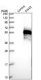 Protein ALEX antibody, NBP1-89754, Novus Biologicals, Western Blot image 