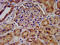 LEM Domain Containing 2 antibody, CSB-PA854097LA01HU, Cusabio, Immunohistochemistry paraffin image 