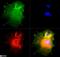 NUMB Endocytic Adaptor Protein antibody, NB500-178, Novus Biologicals, Immunofluorescence image 