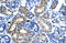 Homeobox protein SIX6 antibody, 27-572, ProSci, Immunohistochemistry frozen image 