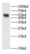 Centrosomal Protein 55 antibody, FNab01605, FineTest, Western Blot image 