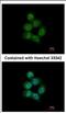 Serrate, RNA Effector Molecule antibody, NBP2-15473, Novus Biologicals, Immunofluorescence image 