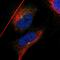 Intraflagellar Transport 81 antibody, NBP1-84558, Novus Biologicals, Immunocytochemistry image 