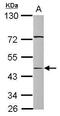 Serpin A12 antibody, PA5-30990, Invitrogen Antibodies, Western Blot image 