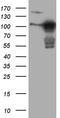 Melanophilin antibody, MA5-26992, Invitrogen Antibodies, Western Blot image 
