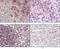 5 -NT antibody, AM06357SU-N, Origene, Immunohistochemistry frozen image 
