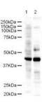 LIM Domain Binding 2 antibody, TA319341, Origene, Western Blot image 