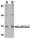 CUE domain-containing protein 2 antibody, LS-B3840, Lifespan Biosciences, Western Blot image 