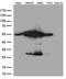 Calreticulin antibody, LS-C796547, Lifespan Biosciences, Western Blot image 