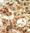 MK12 antibody, AP13903PU-N, Origene, Immunohistochemistry frozen image 