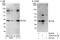 Guided Entry Of Tail-Anchored Proteins Factor 4 antibody, A302-613A, Bethyl Labs, Western Blot image 