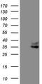 FR-beta antibody, CF808017, Origene, Western Blot image 