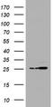 Proteasome Subunit Alpha 2 antibody, TA505471BM, Origene, Western Blot image 