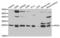 Apolipoprotein M antibody, PA5-76790, Invitrogen Antibodies, Western Blot image 