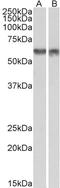 Programmed Cell Death 4 antibody, LS-C155028, Lifespan Biosciences, Western Blot image 