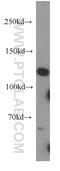 Xylosyltransferase 1 antibody, 55061-1-AP, Proteintech Group, Western Blot image 