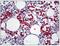 Red Blood Cells antibody, AP23461AF-N, Origene, Immunohistochemistry frozen image 