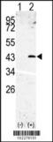 Signal Peptide Peptidase Like 3 antibody, 62-241, ProSci, Western Blot image 