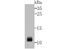 Neutrophil defensin 1 antibody, NBP2-75406, Novus Biologicals, Western Blot image 