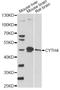 Cytohesin 4 antibody, A13279, Boster Biological Technology, Western Blot image 