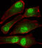 MORC Family CW-Type Zinc Finger 2 antibody, A05664, Boster Biological Technology, Immunofluorescence image 