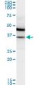 Malate dehydrogenase, mitochondrial antibody, H00004191-M01, Novus Biologicals, Western Blot image 