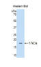 Delta Like Canonical Notch Ligand 4 antibody, LS-C297839, Lifespan Biosciences, Western Blot image 