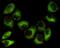 Protein Kinase AMP-Activated Non-Catalytic Subunit Beta 1 antibody, GTX66847, GeneTex, Immunofluorescence image 