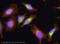 Calreticulin antibody, ab22683, Abcam, Immunocytochemistry image 