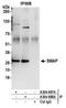 Small acidic protein antibody, A304-688A, Bethyl Labs, Immunoprecipitation image 